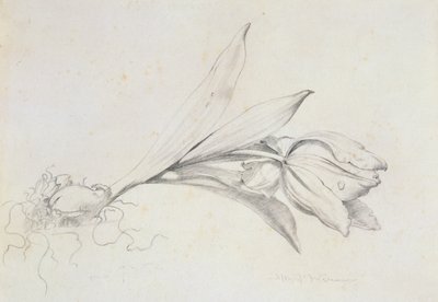 Tulpe von Albert Williams